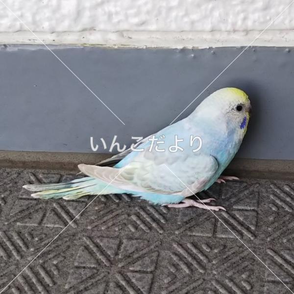 保護鳥の写真