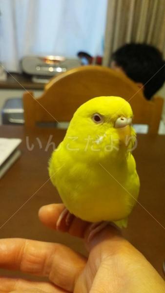 迷い鳥の写真