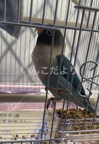 迷い鳥の写真