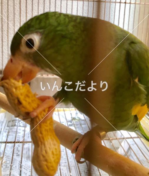 迷い鳥の写真
