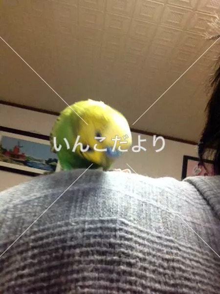 迷い鳥の写真