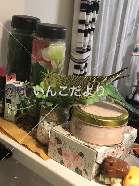 迷い鳥の写真