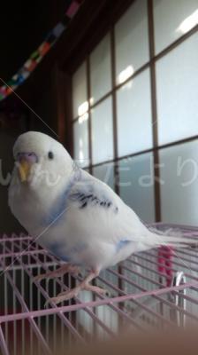 迷い鳥の写真