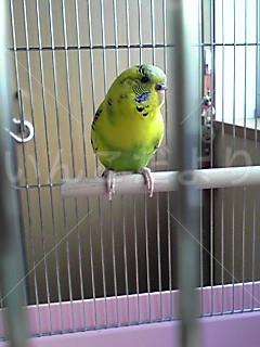 保護鳥の写真