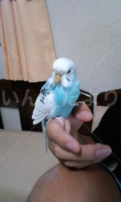 保護鳥の写真