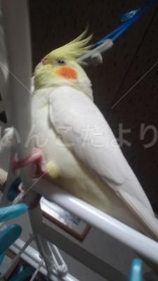 迷い鳥の写真