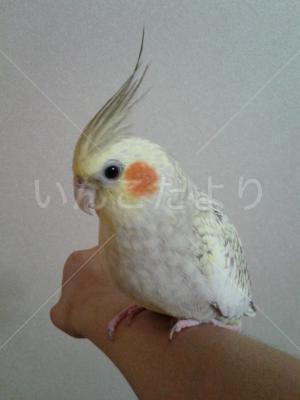 迷い鳥の写真