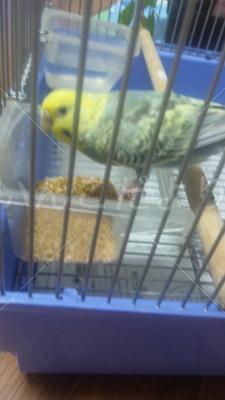 保護鳥の写真