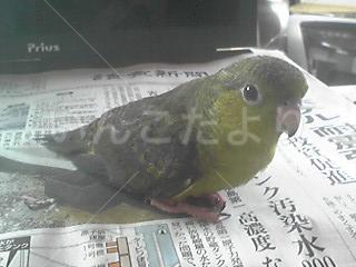 迷い鳥の写真