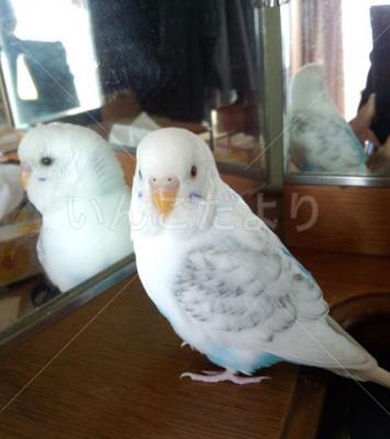 迷い鳥の写真