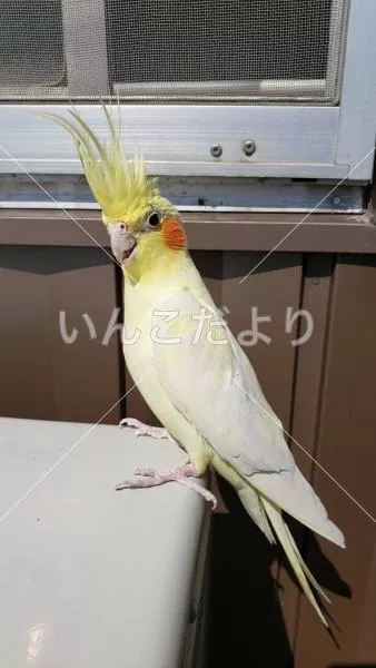 保護鳥の写真