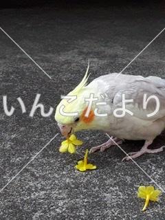 迷い鳥の写真