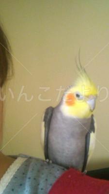 迷い鳥の写真