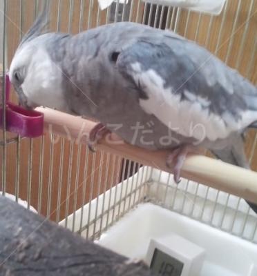 保護鳥の写真