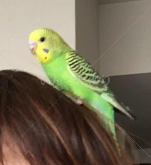 迷い鳥の写真