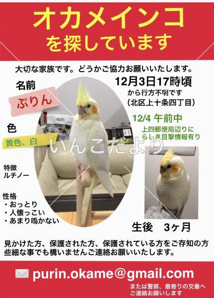 迷い鳥の写真