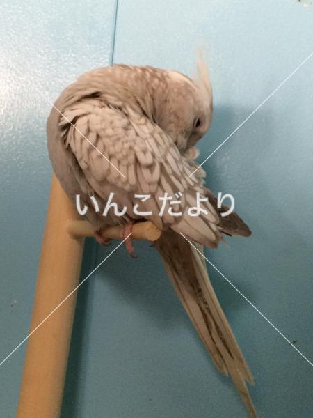 迷い鳥の写真