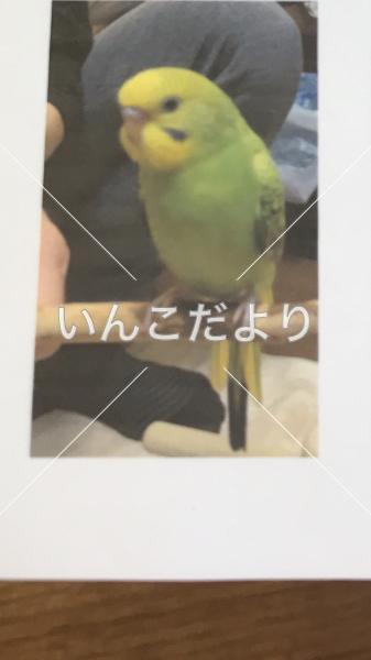 迷い鳥の写真