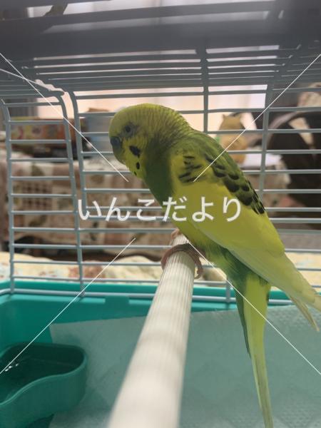 保護鳥の写真