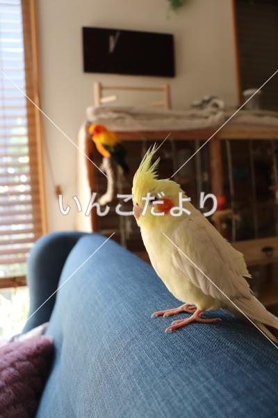 迷い鳥の写真