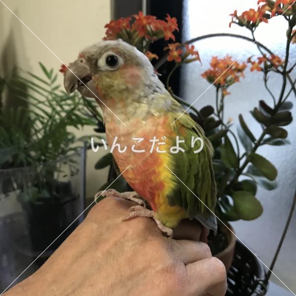 迷い鳥の写真