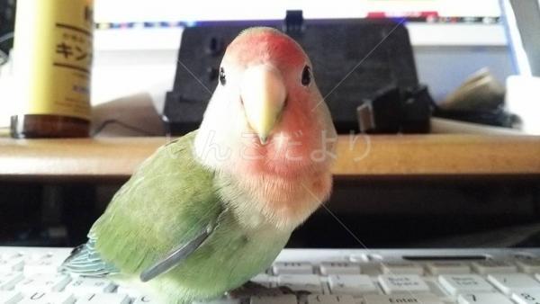 保護鳥の写真