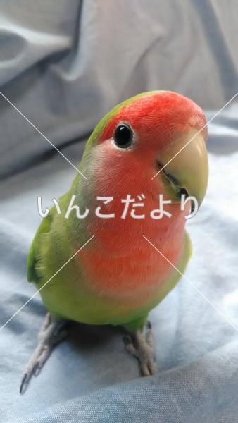 迷い鳥の写真
