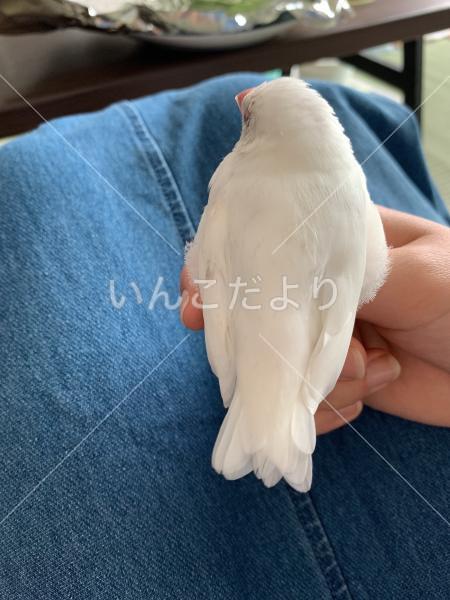 迷い鳥の写真