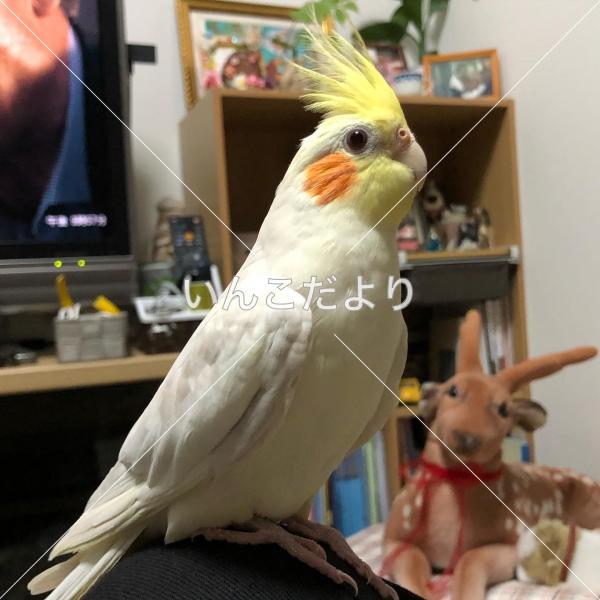迷い鳥の写真