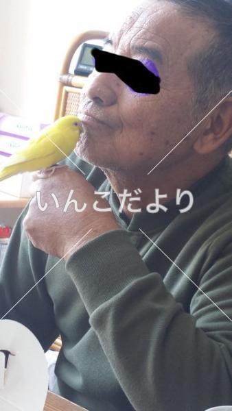 迷い鳥の写真