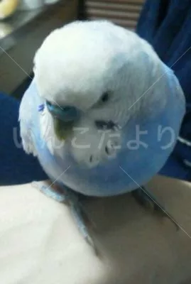 保護鳥の写真