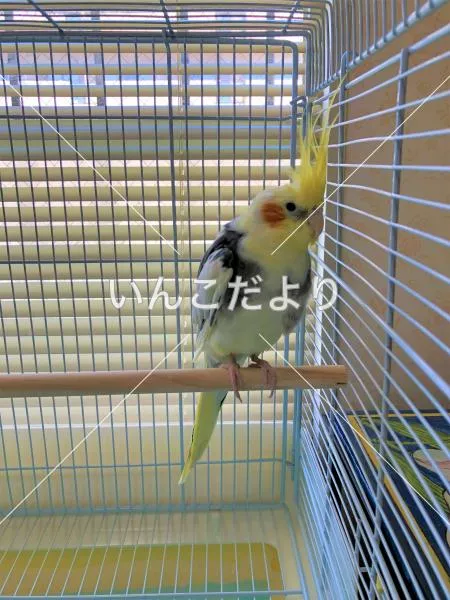 保護鳥の写真