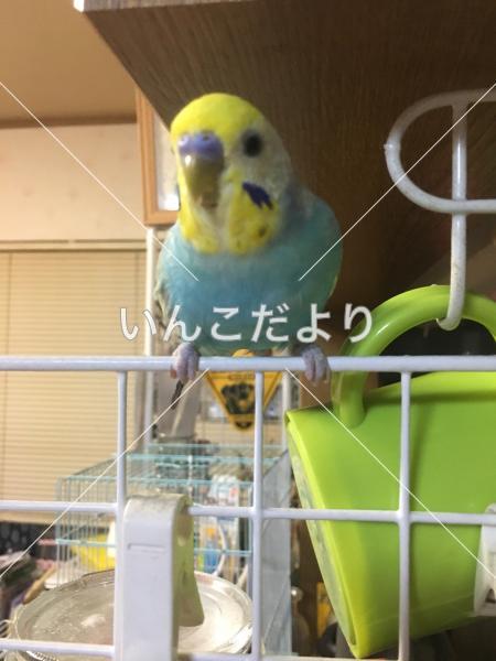 迷い鳥の写真