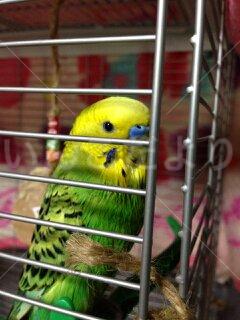迷い鳥の写真