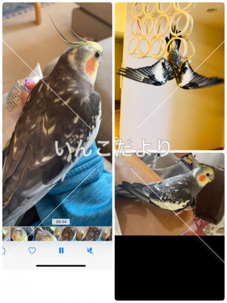 迷い鳥の写真