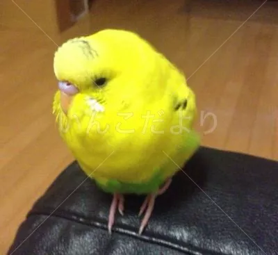保護鳥の写真