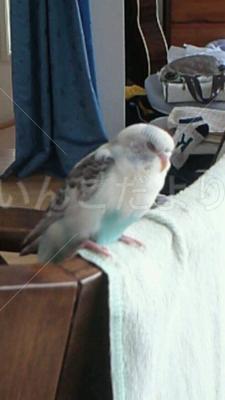 迷い鳥の写真