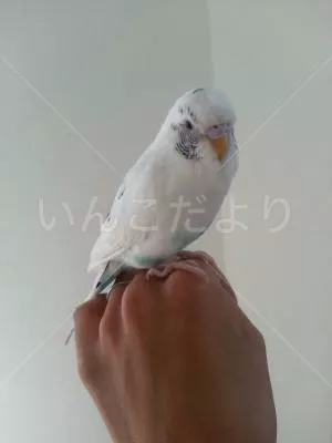 保護鳥の写真