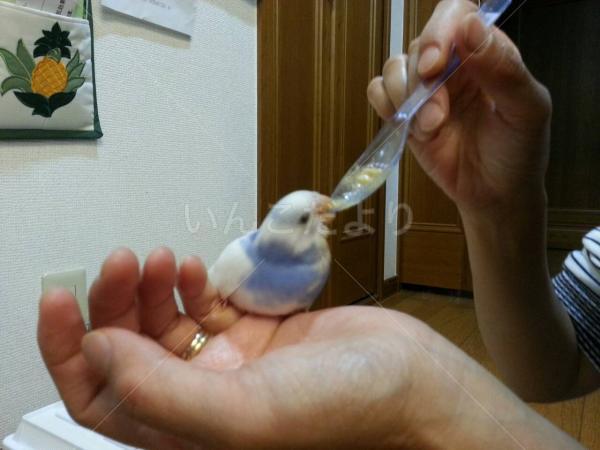 迷い鳥の写真