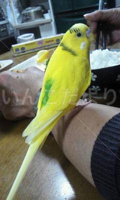 迷い鳥の写真
