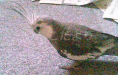 保護鳥の写真