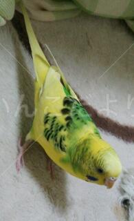 迷い鳥の写真