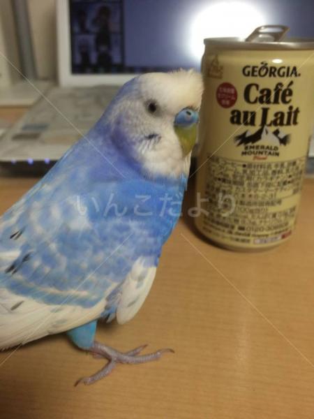 迷い鳥の写真