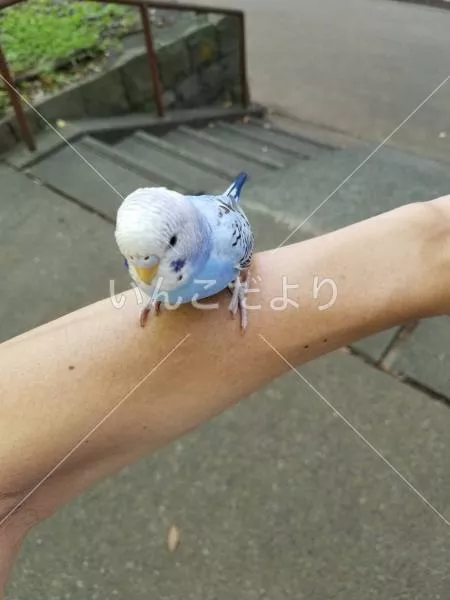 保護鳥の写真