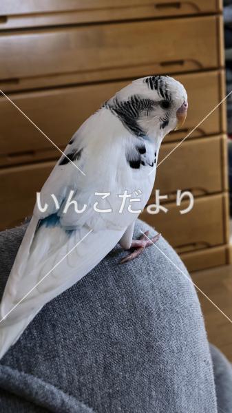 迷い鳥の写真
