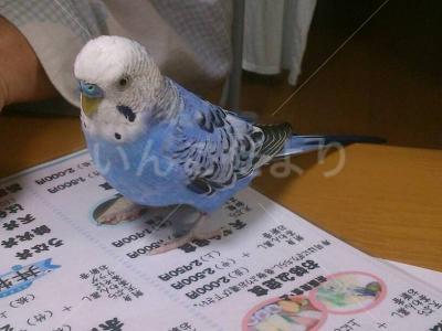 迷い鳥の写真