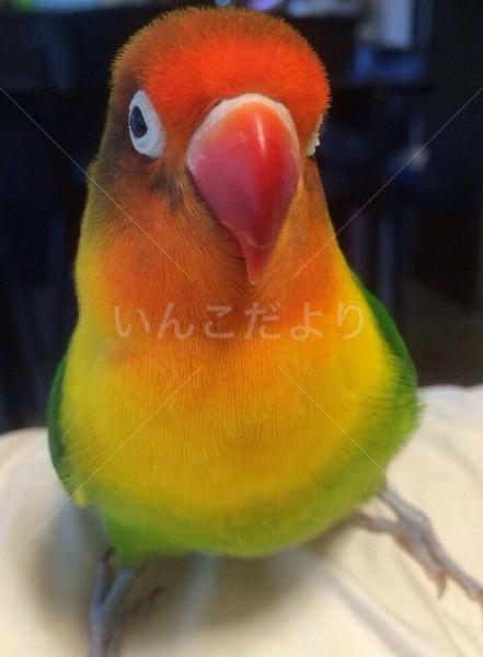 迷い鳥の写真