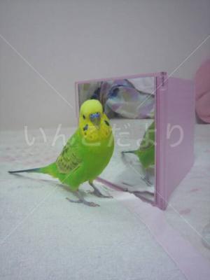 迷い鳥の写真