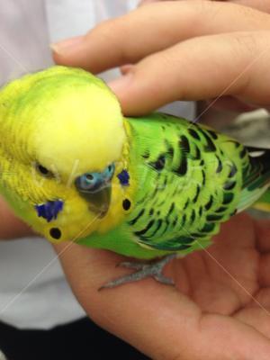 保護鳥の写真
