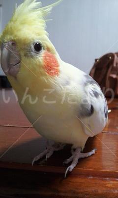 迷い鳥の写真